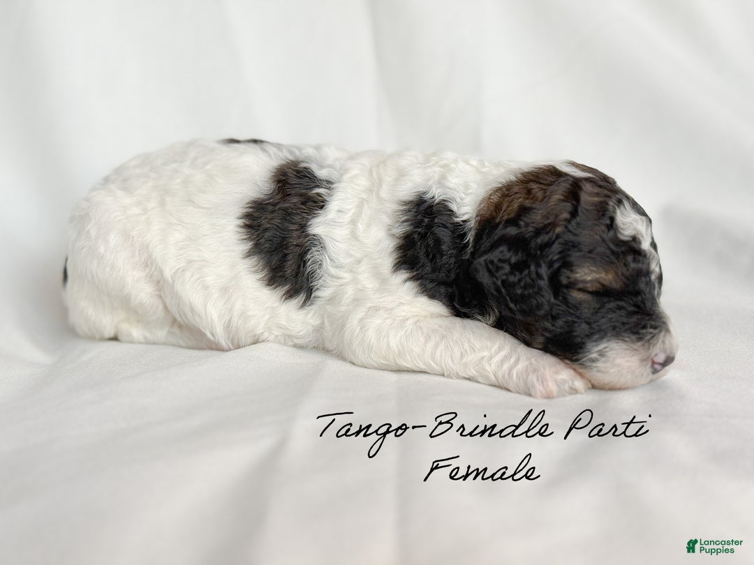 Standard Poodle dogs for sale: Tango - Ad 4