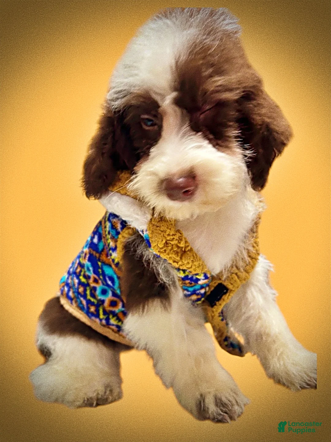 Havapoo dogs for sale: Simba - Ad 18