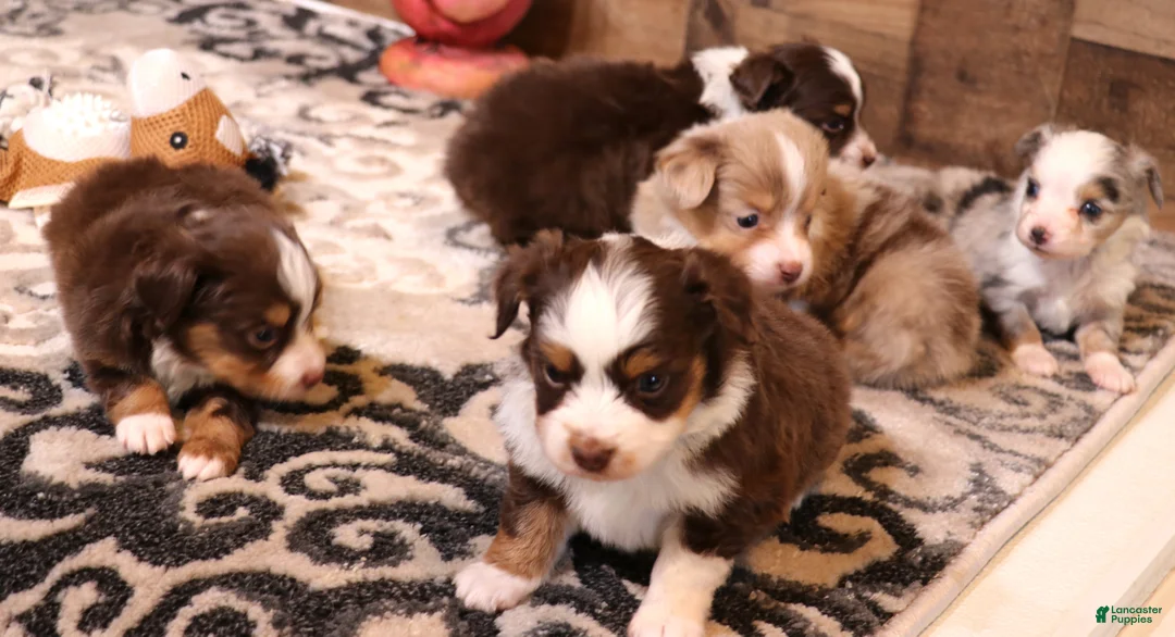 Toy Australian Shepherd dogs for sale: Spencer red tri male - Ad 2