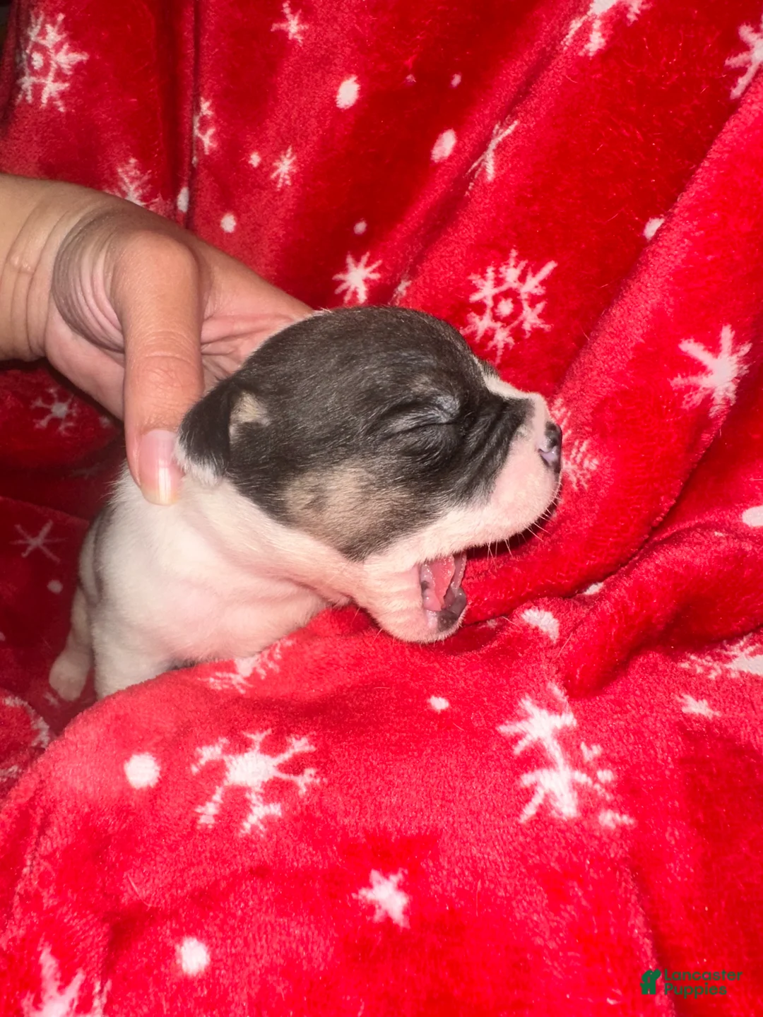 Mixed Breed dogs for sale: English Bulldog Puppy 8 - Ad 2
