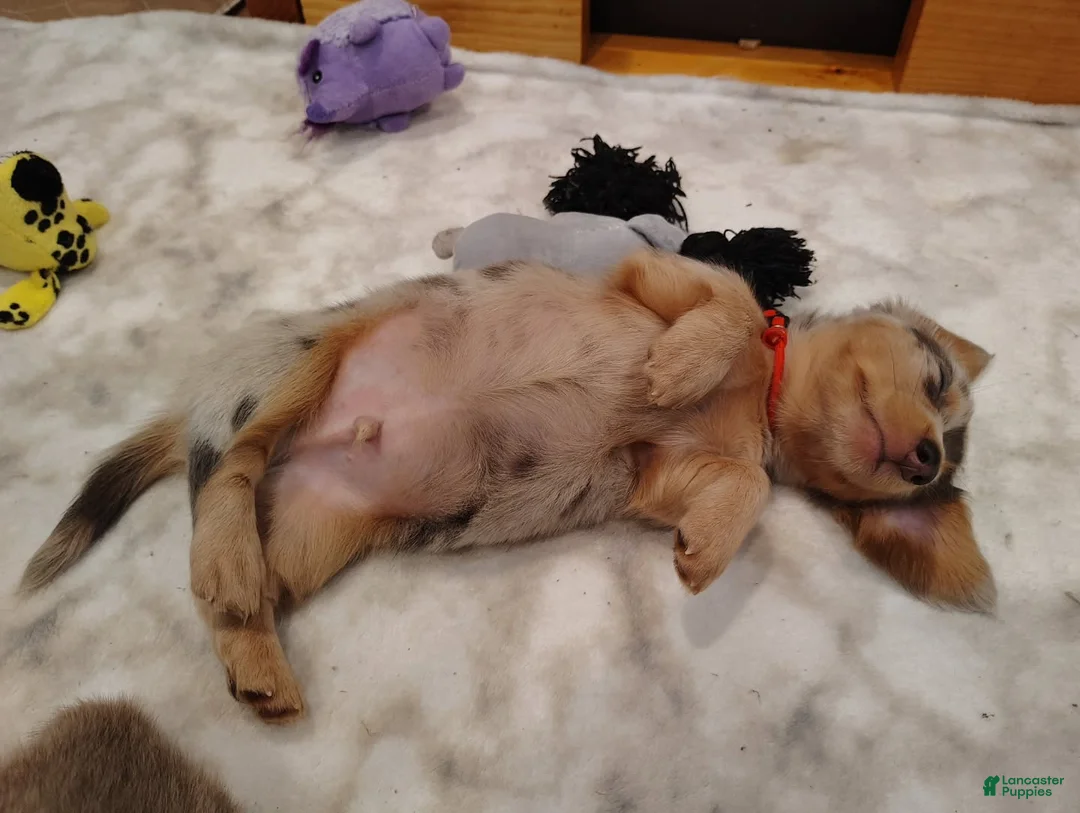 Miniature Dachshund dogs for sale: Miniature Dachshund Puppy 1 - Ad 2