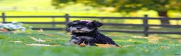 Miniature Schnauzer dogs for sale: Gracie - Ad 6