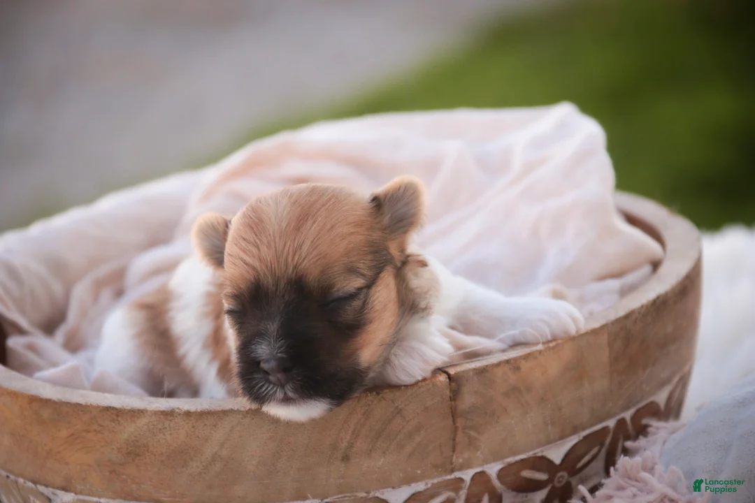 Havanese dogs for sale: Muffin Havanese  - Ad 2
