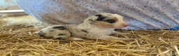 Australian Shepherd dogs for sale: Australian Shepherd Puppy 6 - Ad 13