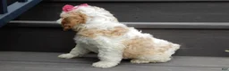 Cockapoo dogs for sale: Dolly - Ad 4