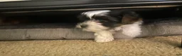 Yorkshire Terrier dogs for sale: Daisy - Ad 3