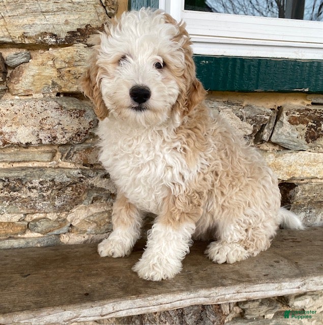 Mini Bernedoodle dogs Homer- genetic clear - Ad 1