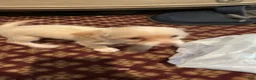 Mixed Breed dogs for sale: Mixed Breed 1 - Ad 1