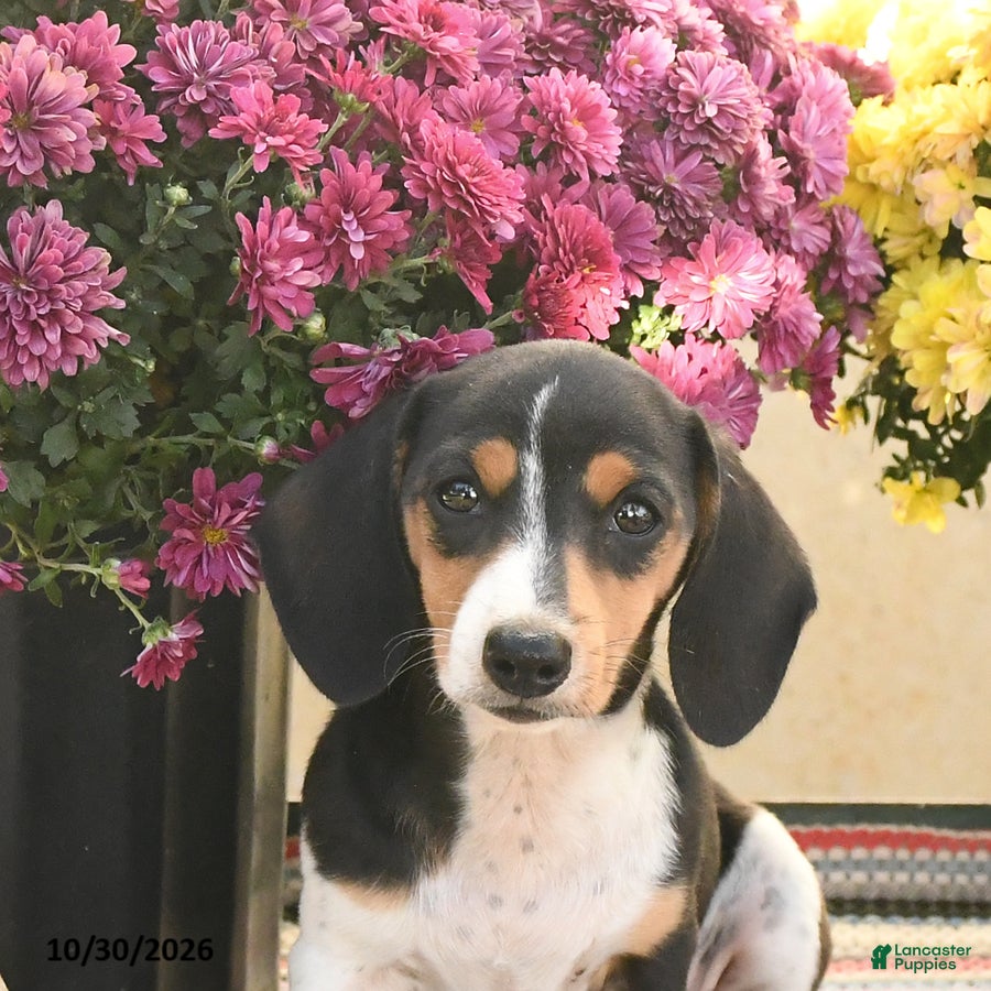 Miniature Dachshund dogs for sale: Katie - Ad 2