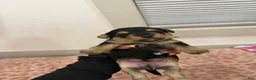 Yorkshire Terrier dogs for sale: Puppy2 Female  - Ad 1