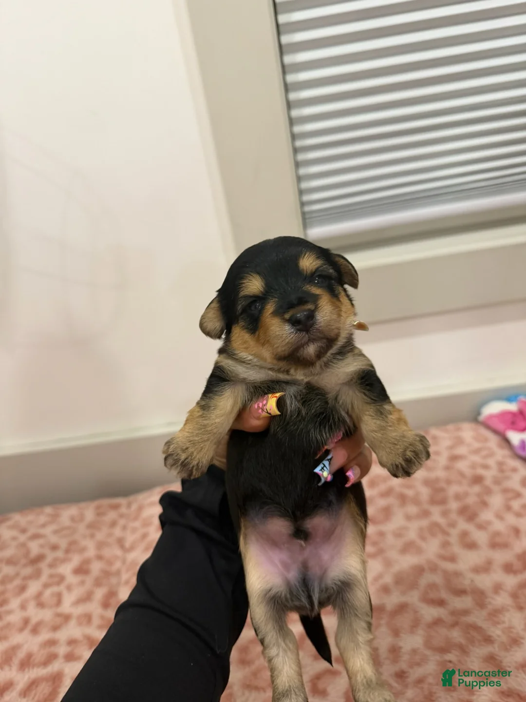 Yorkshire Terrier dogs for sale: Puppy2 Female  - Ad 1