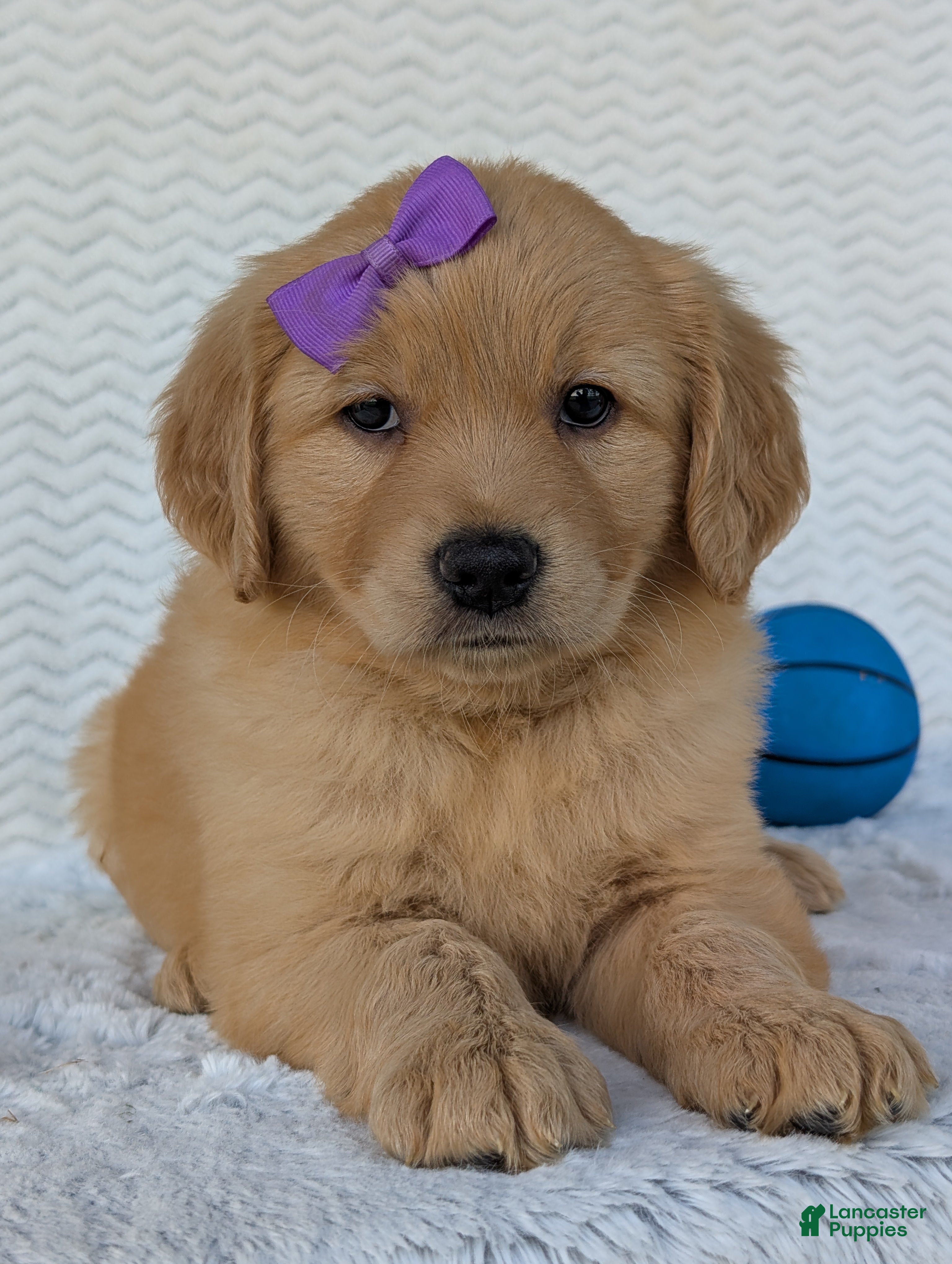 Golden Retriever dogs Miss Stella  - Ad 2