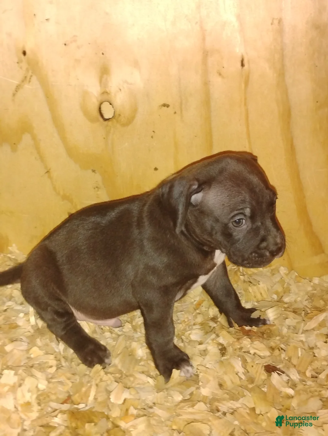 American Bully dogs for sale: American Bully Puppy 3 - Ad 3