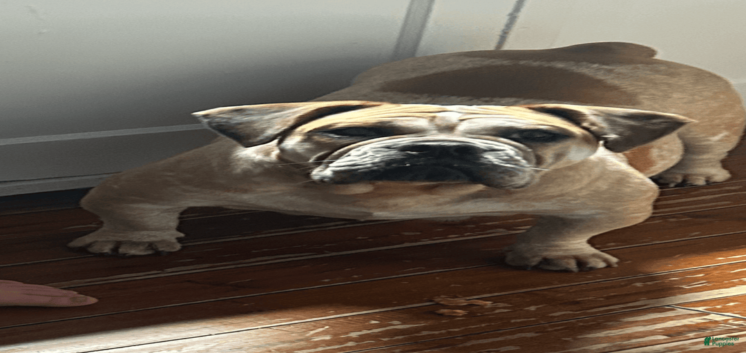 Gallery Image {{count}}