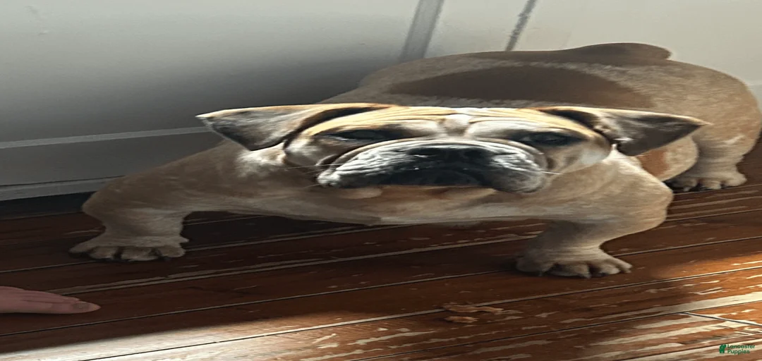 Gallery Image {{count}}