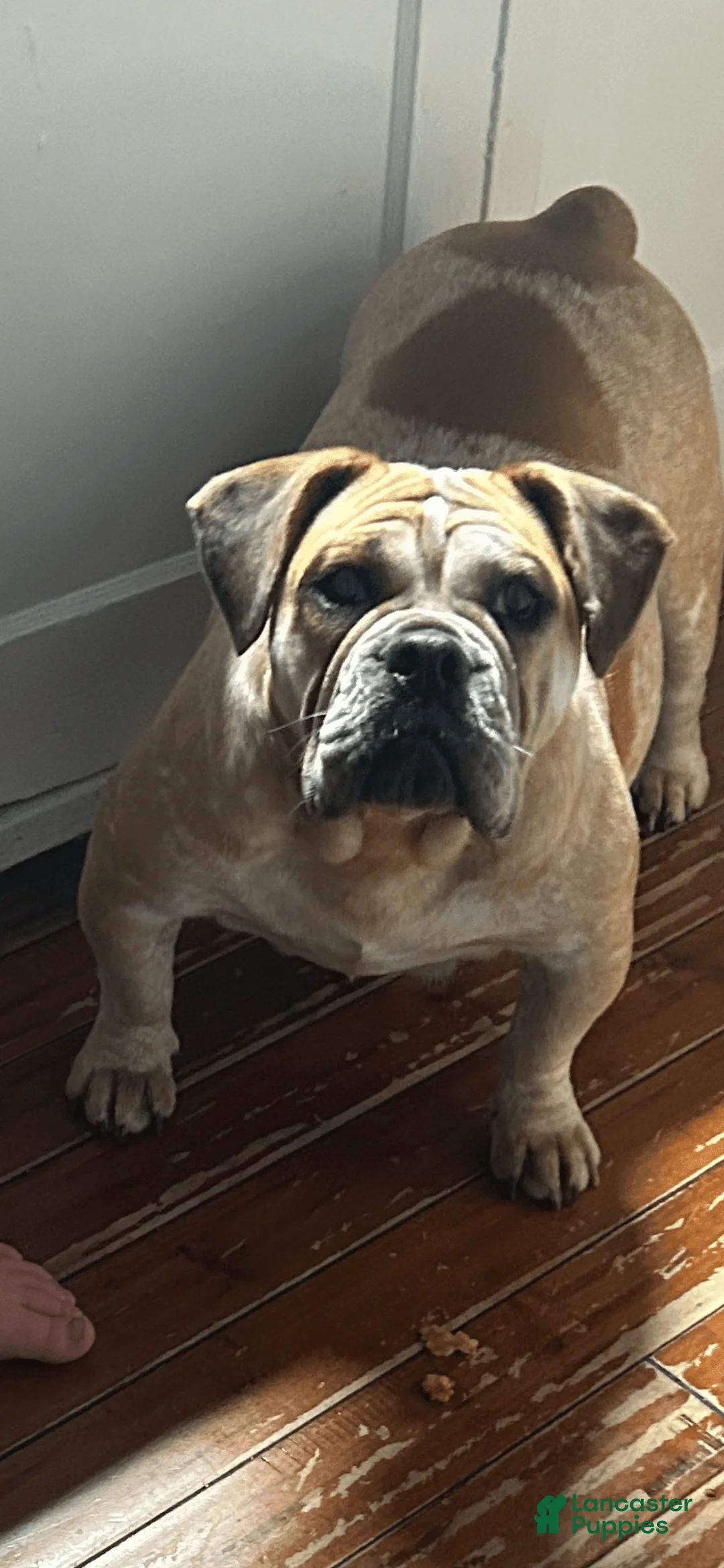 Gallery Image {{count}}