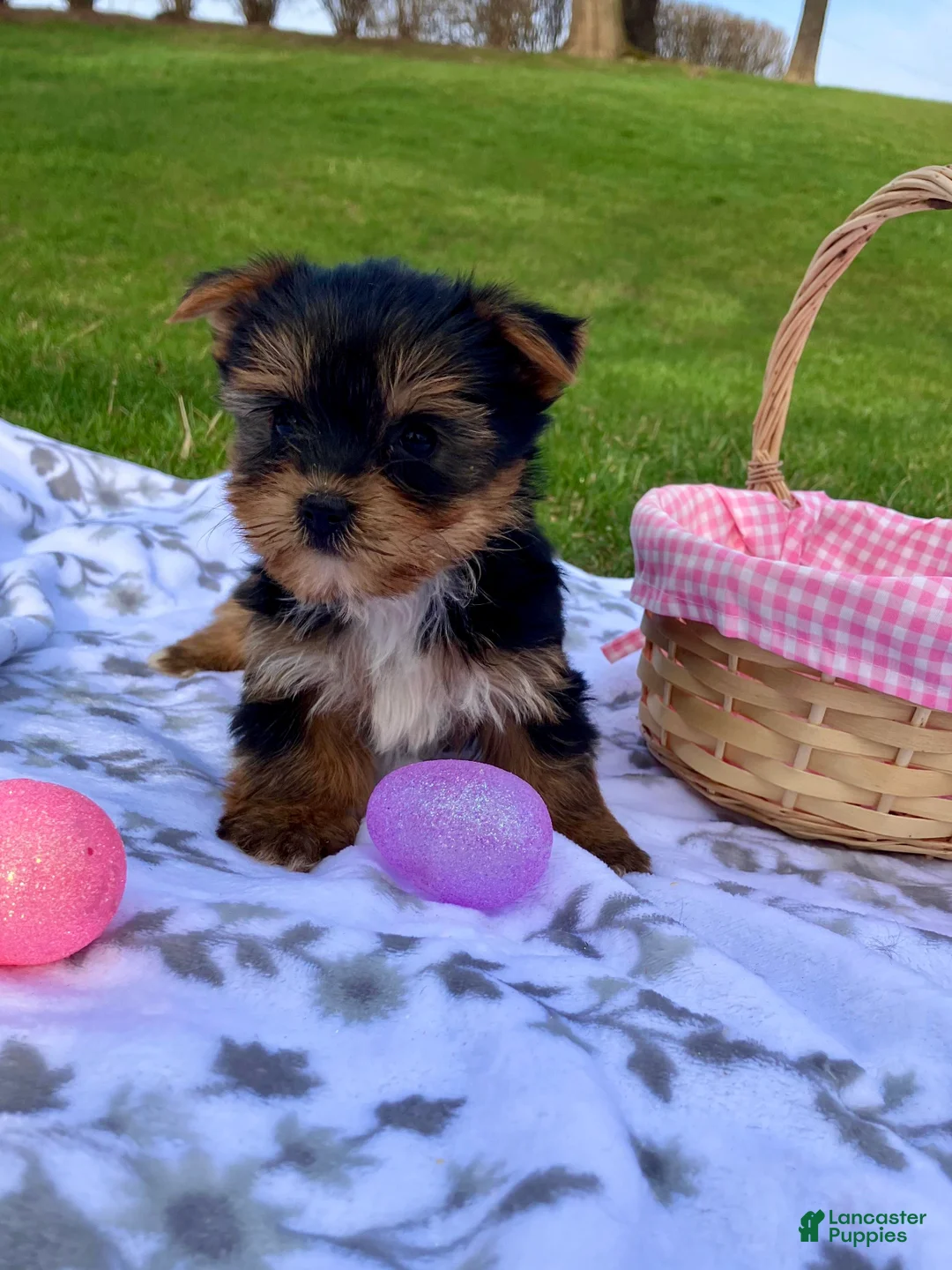 Yorkshire Terrier dogs for sale: Macy - Ad 2
