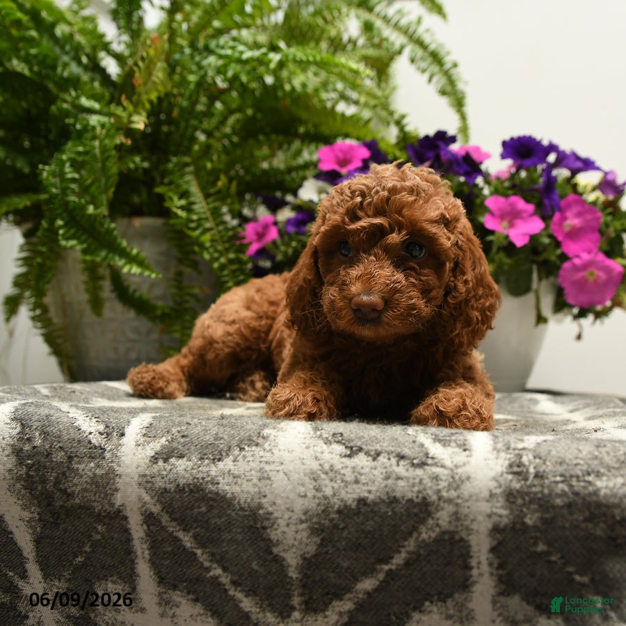 Toy Poodle dogs Hatty - Ad 2