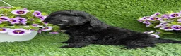 Mini Goldendoodle dogs for sale: Ally - Ad 4