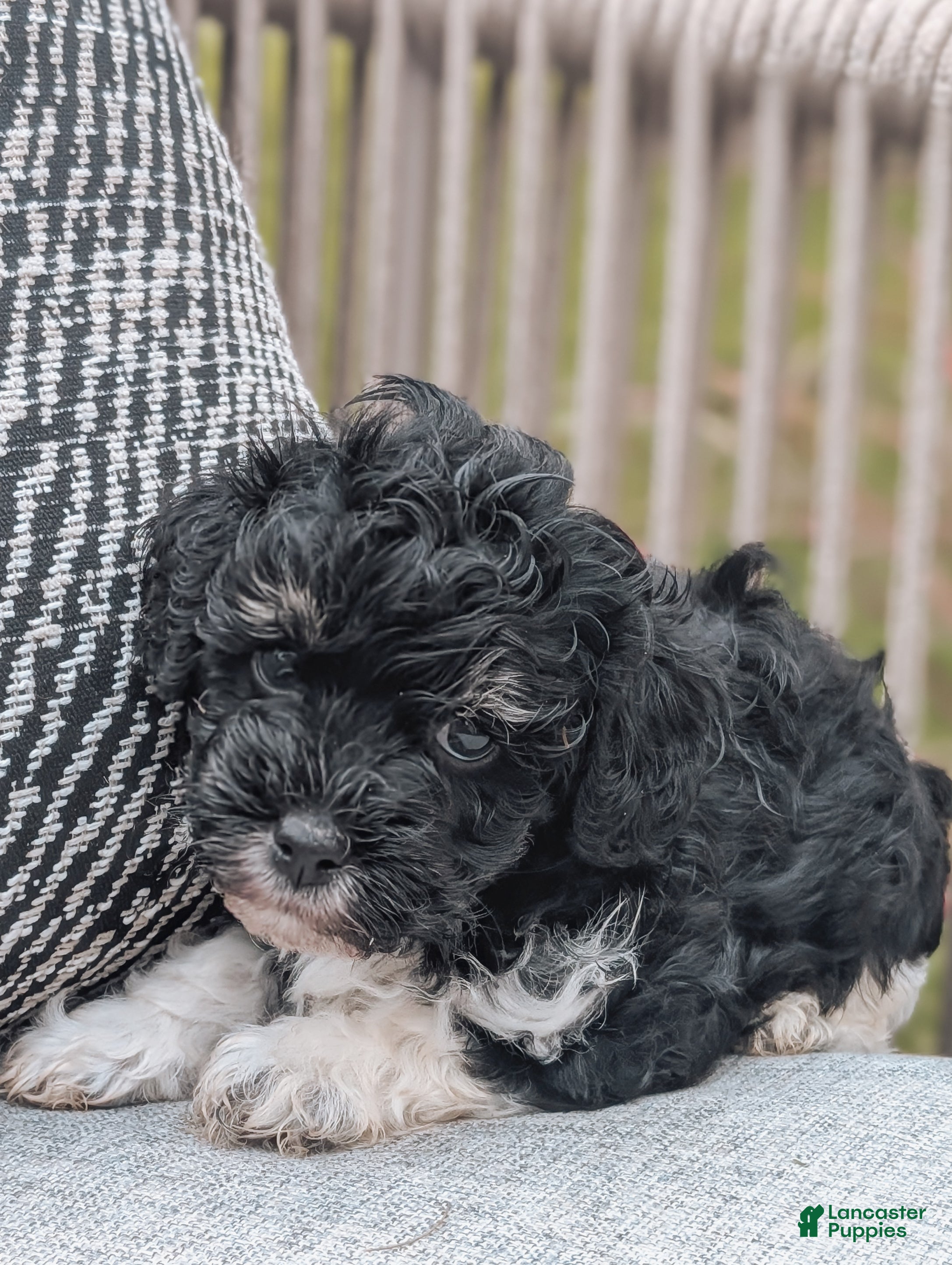 Havanese dogs Tucker - Ad 1