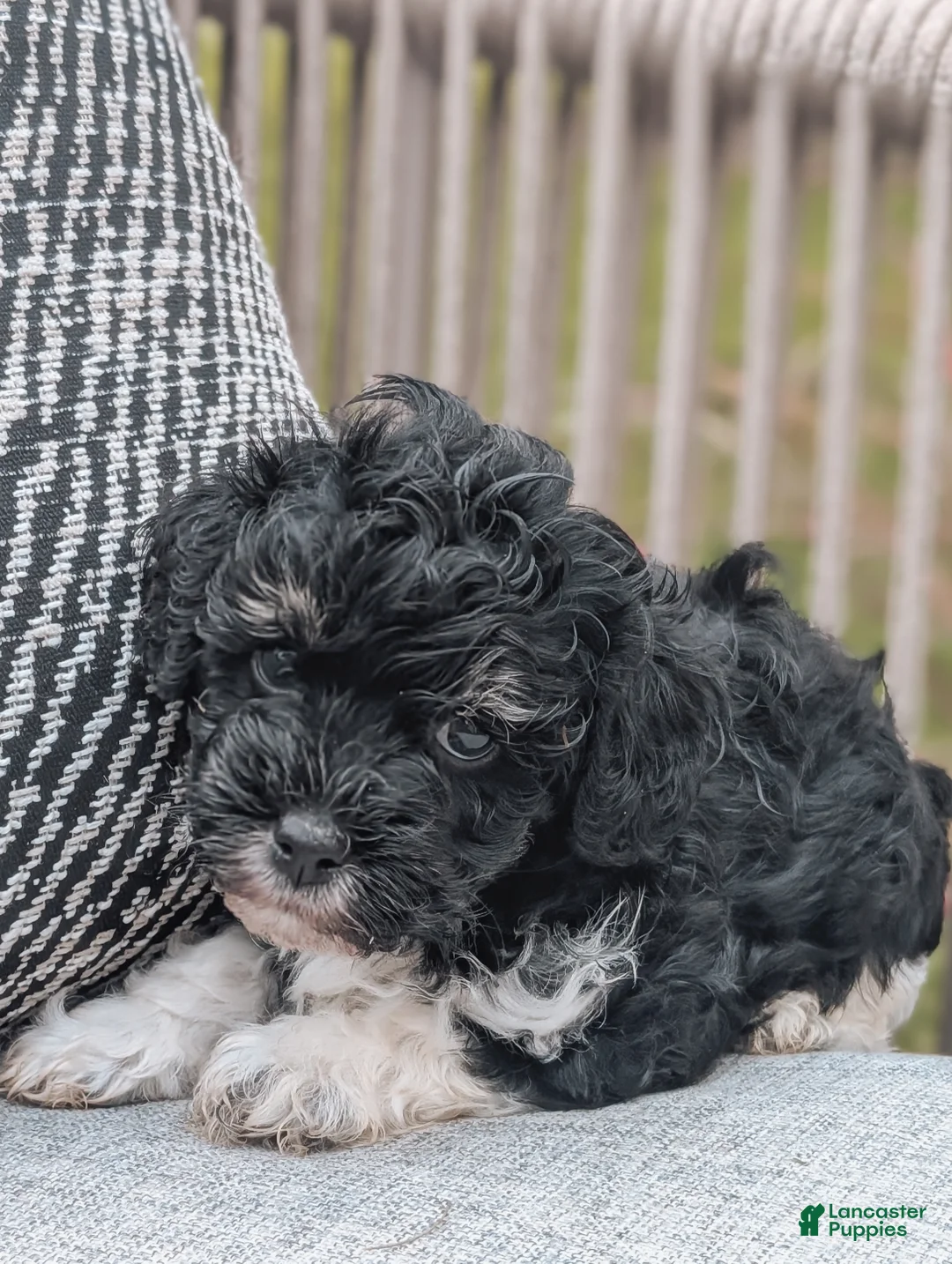 Havanese dogs for sale: Tucker - Ad 1