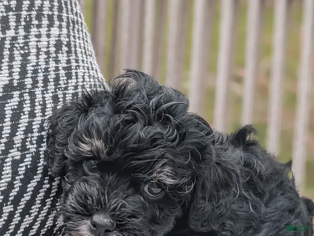 Havanese dogs Tucker - Ad 1