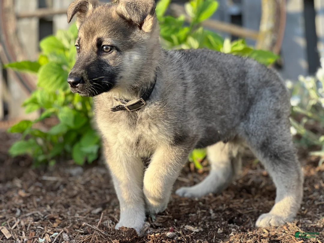 German Shepherd dogs for sale: Connor - Ad 2