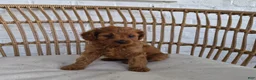Cavapoo dogs for sale: Carly - Ad 3