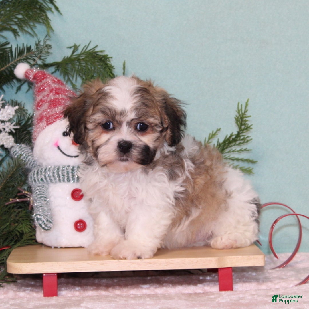 Teddy Bear dogs for sale: Kringle - Ad 2