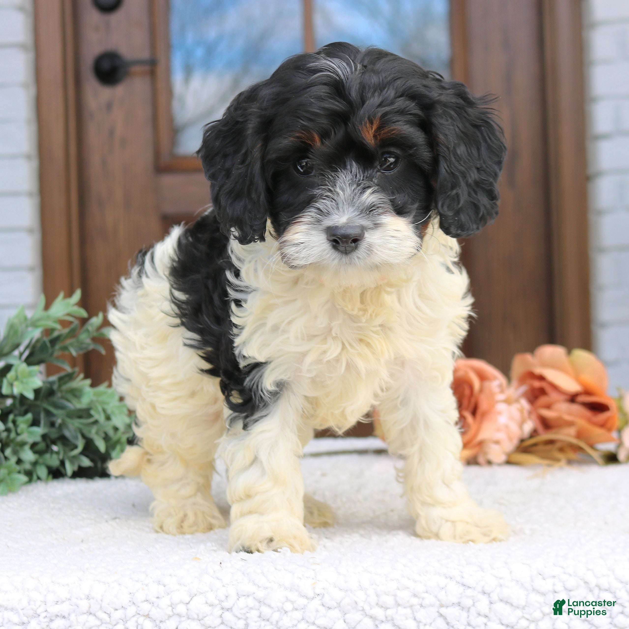 Cavapoo dogs Nala  - Ad 2