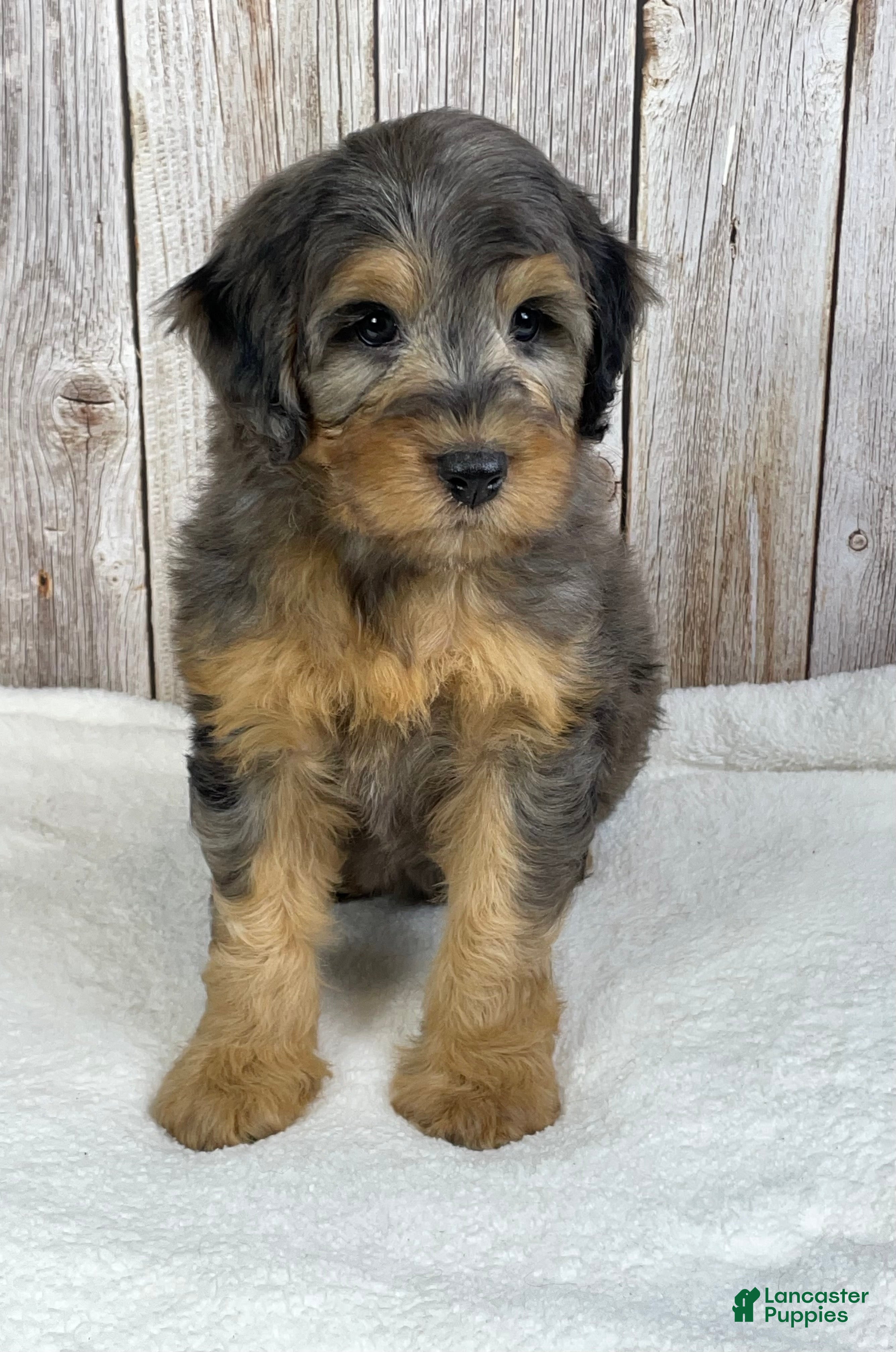 Mini Bernedoodle dogs Rusty - Ad 2