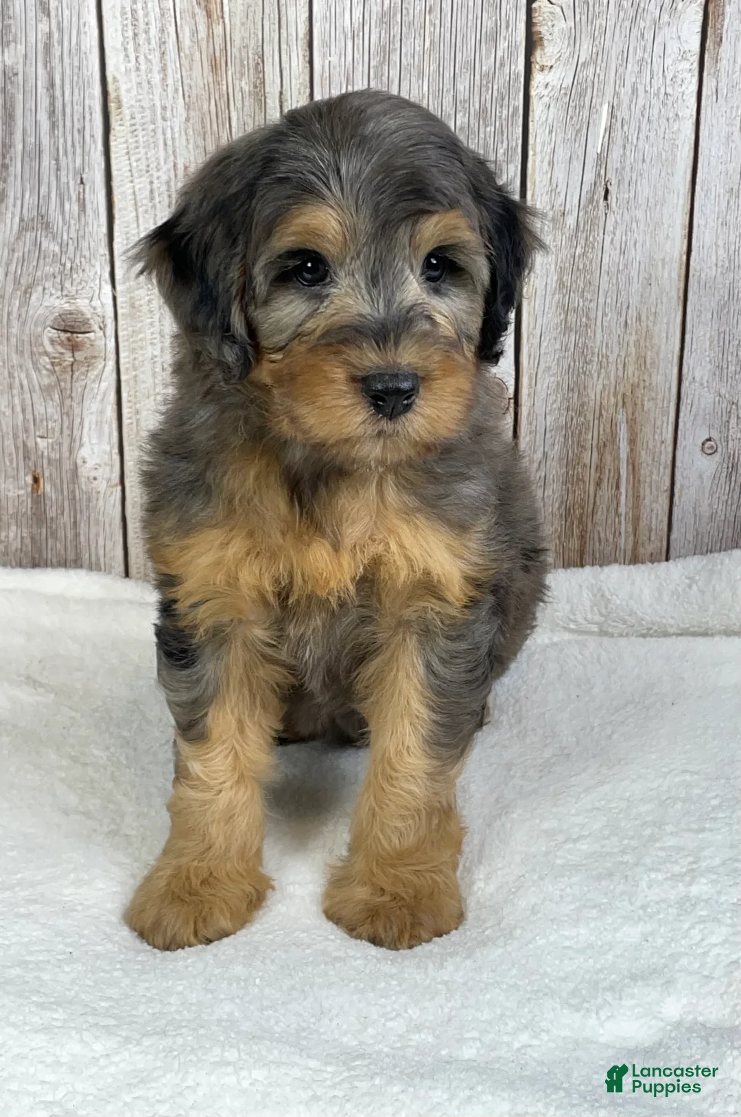 Mini Bernedoodle dogs for sale: Rusty - Ad 2