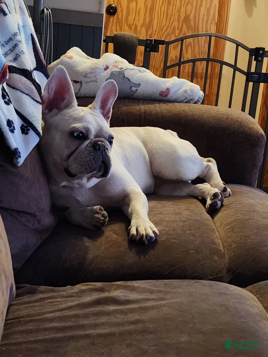 French Bulldog dogs for sale: French Bulldog Hank Cream Male - Ad 5