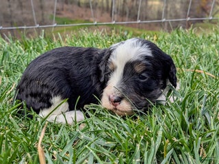 Bernedoodle dogs - Ad 10