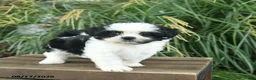 Mixed Breed dogs for sale: Merry  - Ad 5