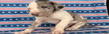 Patches Great Dane 