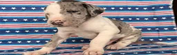 Great Dane dogs for sale: Patches Great Dane  - Ad 1