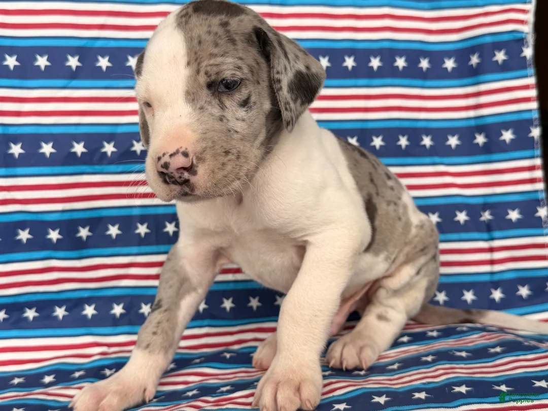 Great Dane dogs for sale: Patches Great Dane  - Ad 1
