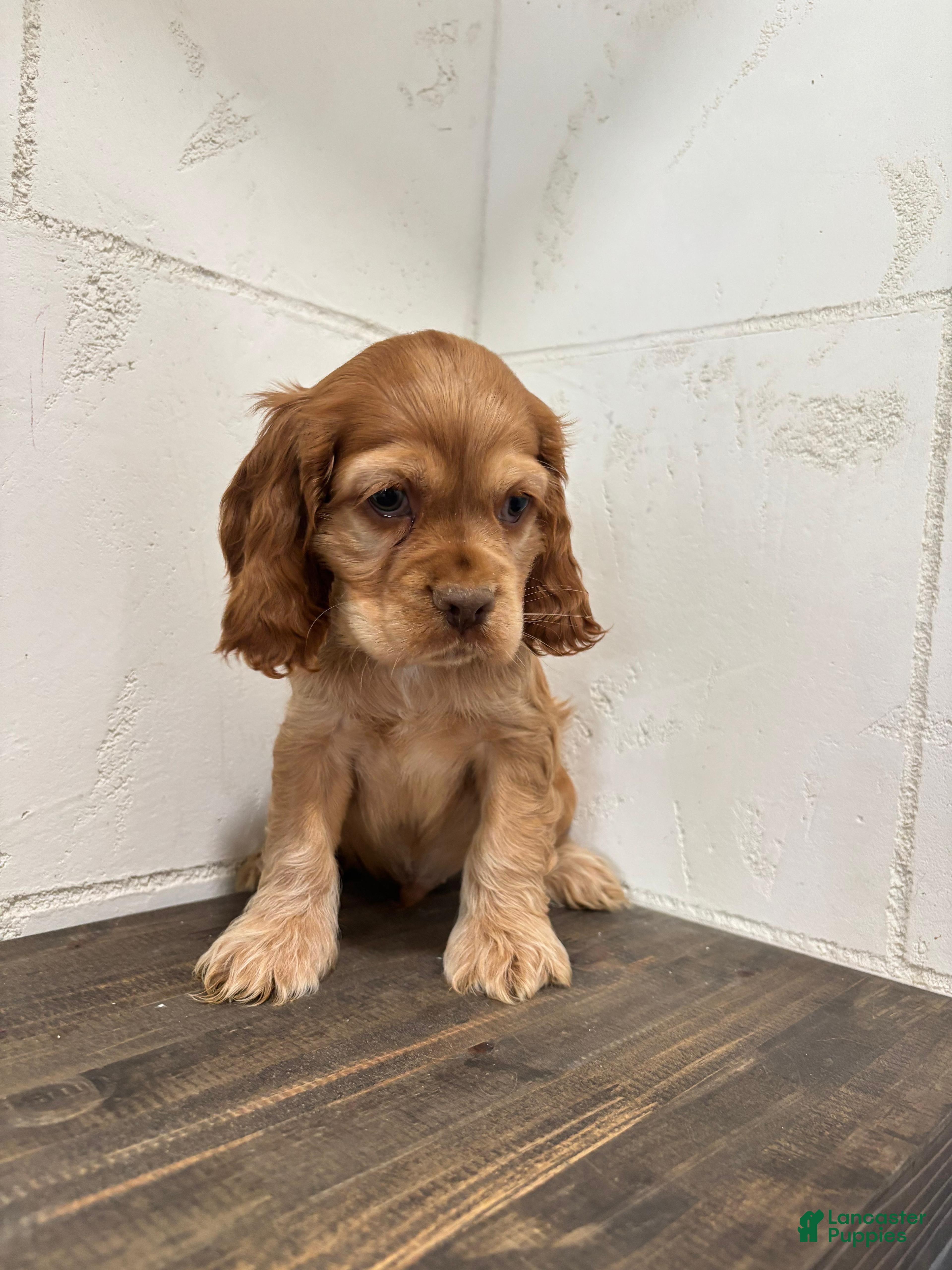 English Cocker Spaniel dogs English Cocker Spaniel Puppy 2 - Ad 5