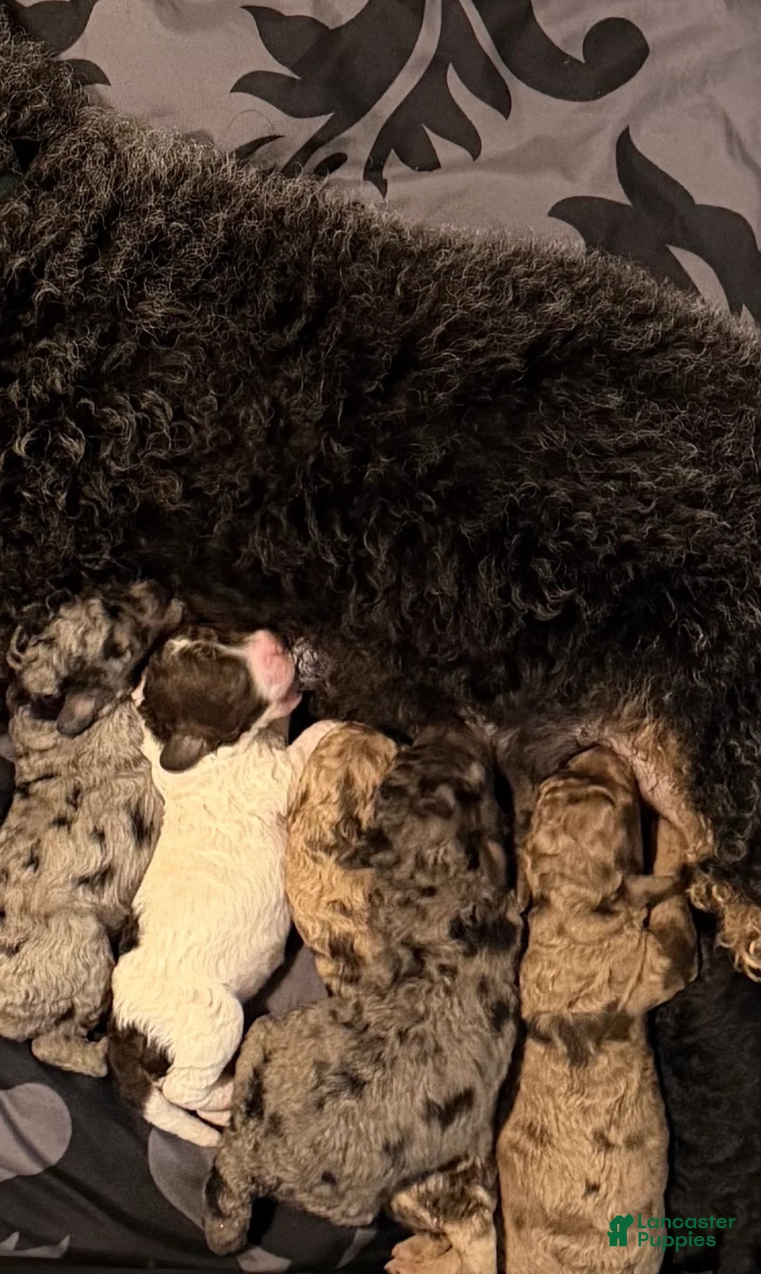 Miniature Poodle dogs for sale: Miniature Poodle Puppy 5 - Ad 1