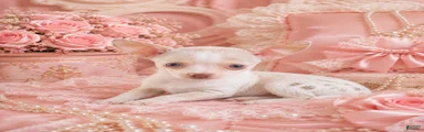Chihuahua 2