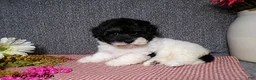 Havanese dogs for sale: Sugar - Ad 6