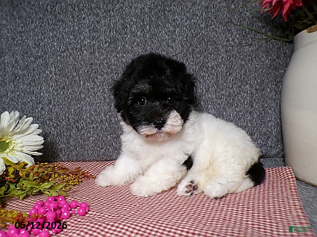 Havanese dogs for sale: Sugar - Ad 6