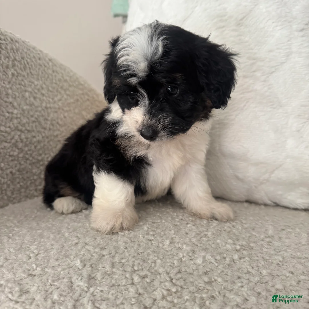 Mini Aussiedoodle dogs for sale: 1 Reba - Ad 2