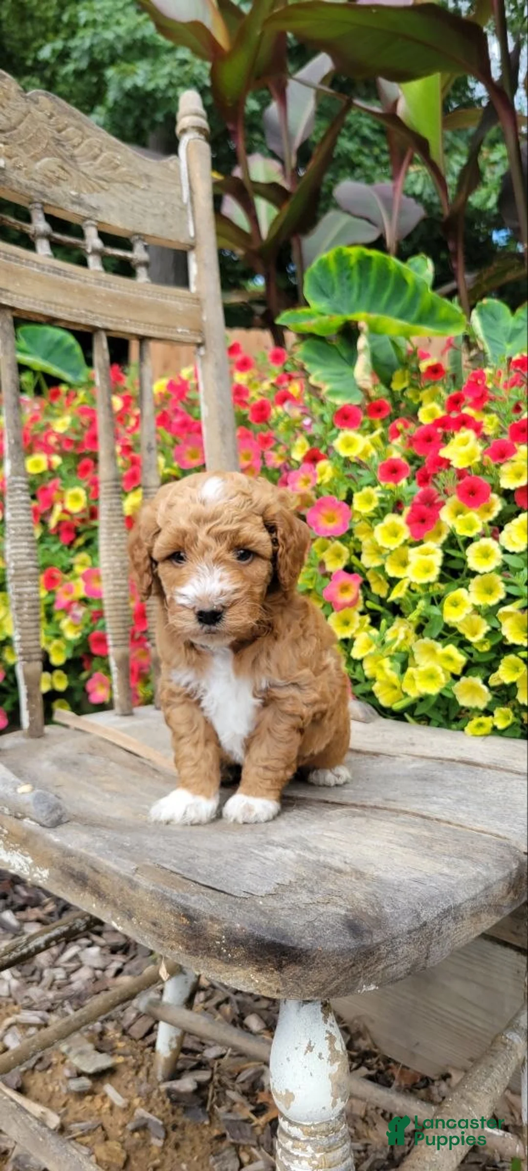 Mini Goldendoodle dogs for sale: Teddy - Ad 4