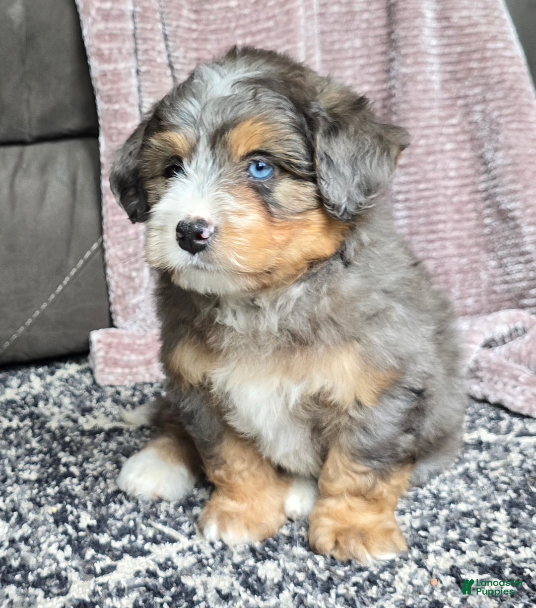 Mini Bernedoodle dogs for sale: Mini Watts - Ad 16