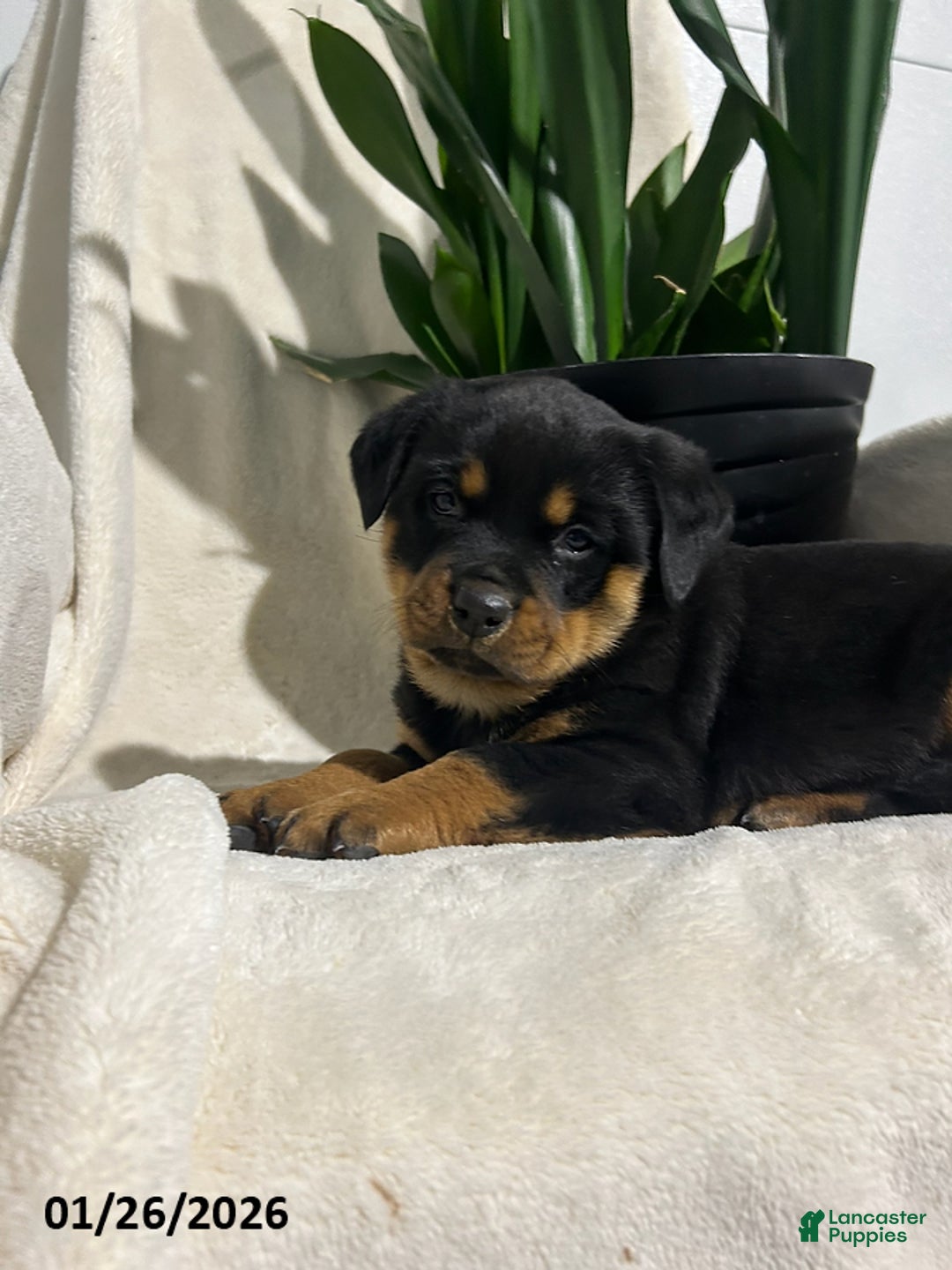 Rottweiler dogs for sale: Bailey - Ad 3