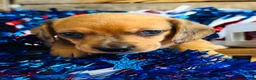 Miniature Dachshund dogs for sale: Jack Daniels - Ad 5