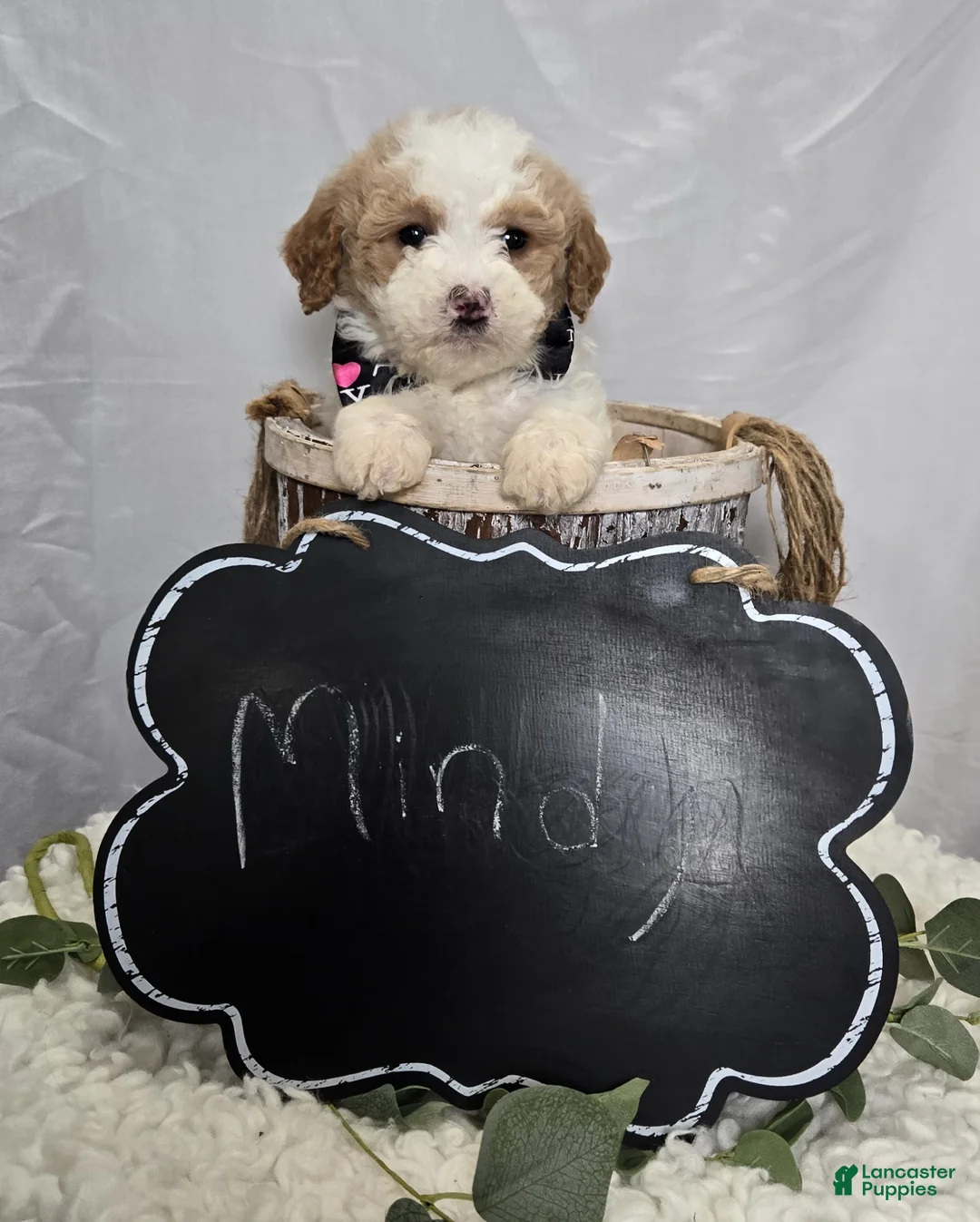 Mini Sheepadoodle dogs for sale: Mindy - Ad 6