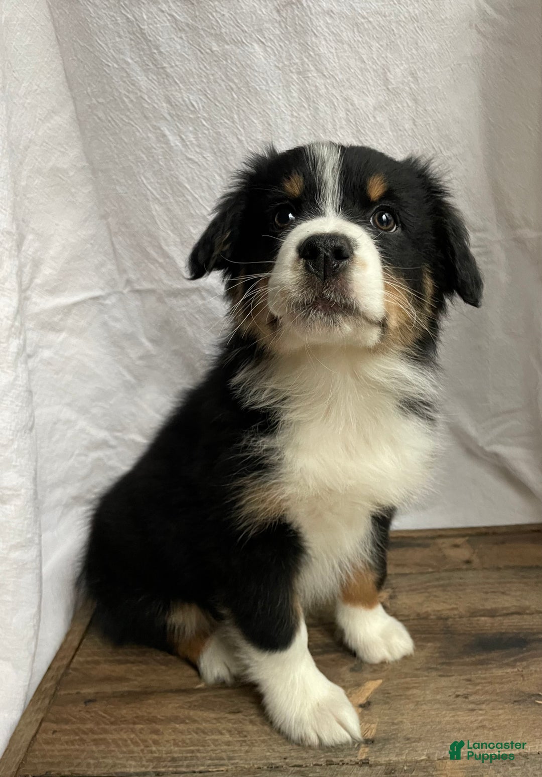 Australian Shepherd dogs for sale: Hero - Ad 1